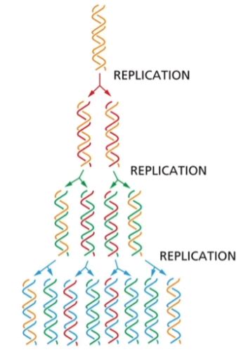 Dna Replication And Recombination Flashcards Quizlet