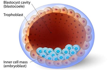 Stem Cell The Definitive Guide Biology Dictionary