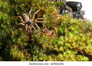 Trapdoor Spider Habitat Stock Photo 669032230 | Shutterstock