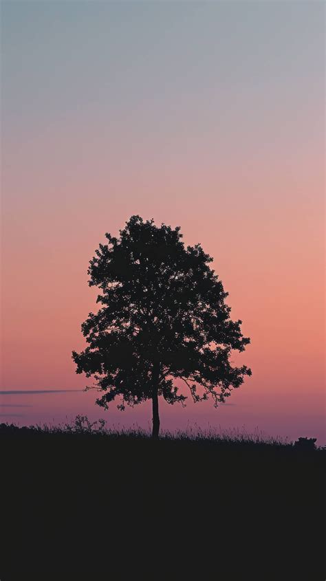 sunset silhouette photography, tree silhouette against sunset, colorful dusk sky, serene nature ...