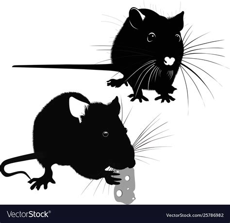 Animal rat Royalty Free Vector Image - VectorStock