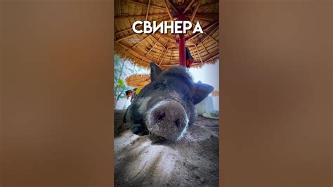 Свинера на «чили» - YouTube
