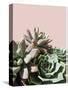 'Pink Green Succulents' Photographic Print - Urban Epiphany ...