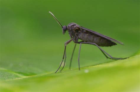 How To Get Rid Of Flies In Potted Plants No Nasty Pesticides