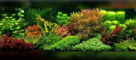 Aquascape styles and ideas Tagged "Dutch aquascape" - The 2Hr Aquarist