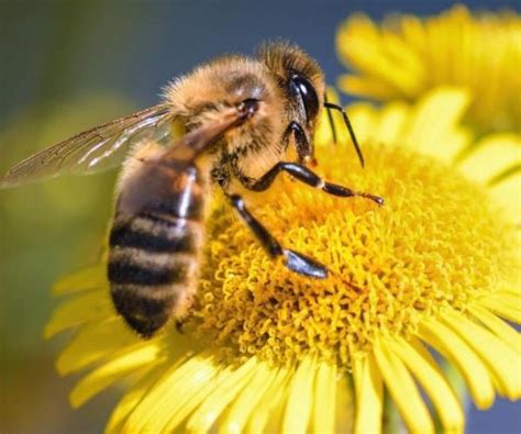 La Miel De Abeja Su Proceso De Recolecci N Y Sus Protagonistas