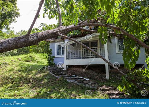 Falling Tree after Hard Storm on Damage House Stock Image - Image of ...