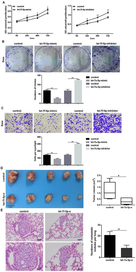 Hypoxia Induced Let 7f 5p TARBP2 Feedback Loop Regulates Osteosarcoma