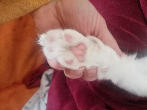 My Cat Has 6 Toes Rcat