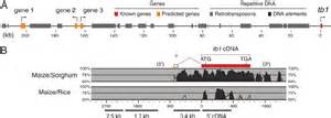 Genomic Region And Gene Structure A A Schematic Representation Of