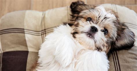 Shih Tzu Hypoallergenic: Separating Fact From Fiction Best Guide 2024 ...