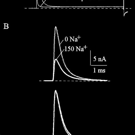 Activation Kinetics Of Na Currents A The Cell Was Held At 120 MV And