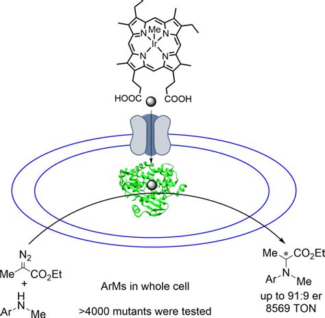 Directed Evolution of Artificial Metalloenzymes in Whole Cells - Gu ...