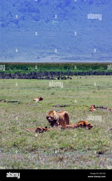 Pride Of Lions Ngorongoro Crater Tanzania Stock Photo Alamy