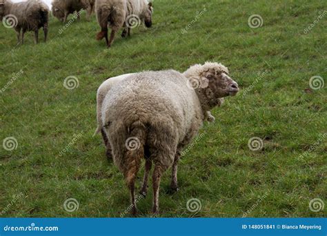 Back View On A White Sheep On A Grass Area In Rhede Emsland Germany