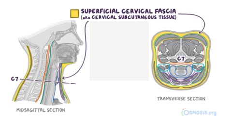 Gross Anatomy Ii Exam Flashcards Quizlet