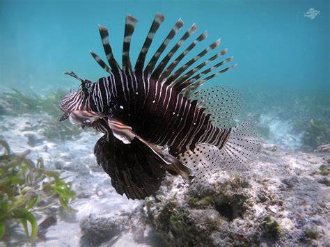 Lionfish Photos Or Photographs And Facts Seaunseen