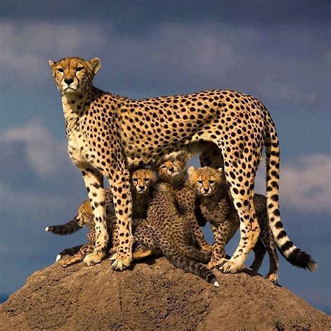 🔥 Mom Cheetah with her Cubs. : r/NatureIsFuckingLit