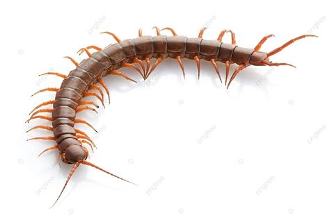 Vietnamese Giant Centipede Endangered Species Herpetology Venom Photo ...