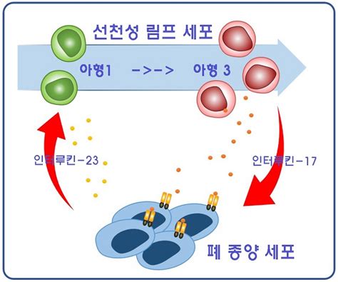 암세포와 면역세포 간 상호작용 파악 폐암 성장방법 알아냈다