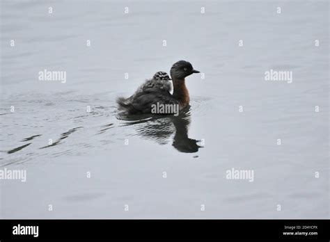 Wildlife in the park Stock Photo - Alamy