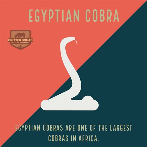 Egyptian Cobra Fact Sheet - C.S.W.D