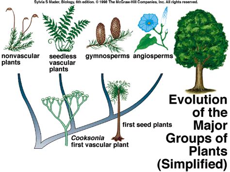 Plant Evolution Evolution Of Plants Vascular Plant Teaching Biology Mcgraw Hill Planting