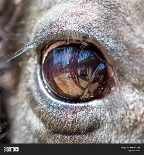 Cows Eye Like Image And Photo Free Trial Bigstock