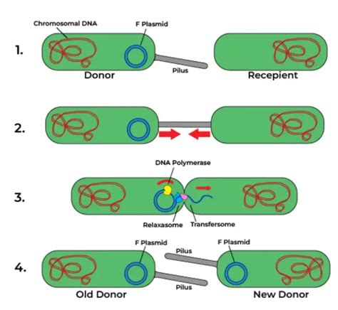 Prokaryotic Cells Definition Structure Characteristics Examples Biology Notes Online