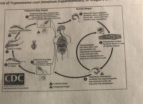 Trypanosoma Cruzi Life Cycle