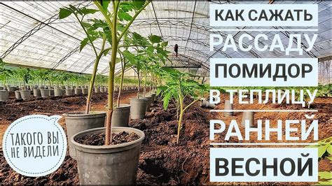 ПОСАДКА РАССАДЫ ПОМИДОР В ГРУНТ (в теплицу под пленку) - YouTube