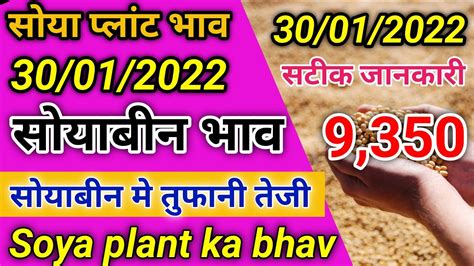 सोया प्लांट भाव 30 जनवरी 2023 सोया प्लांट भाव लाइवsoya Plant Bhav