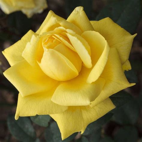 Роза плетистая Голден Парфюм | Grandes fleurs, Rosier, Fleurs