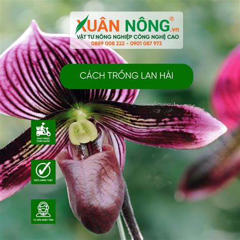 Cách trồng lan hài năng suất cao 