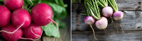 Turnip Vs Radish • What Is The Difference