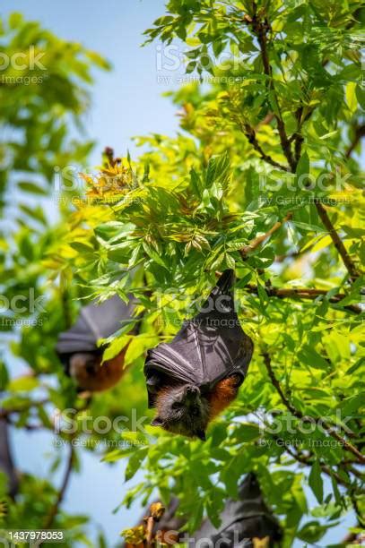 Grey Headed Flying Fox Stock Photo - Download Image Now - Animal ...