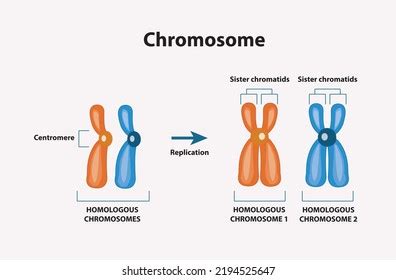 Four Types Human Chromosome Stock Vector (Royalty Free) 2264978595 ...