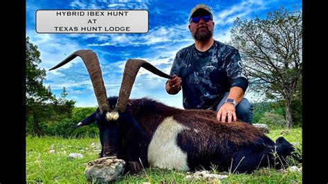 Hybrid Ibex Hunt At Texas Hunt Lodge Texas Exotic Hunting Series