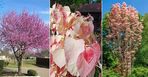 8 Stunning Trees With Pink Leaves Balcony Garden Web