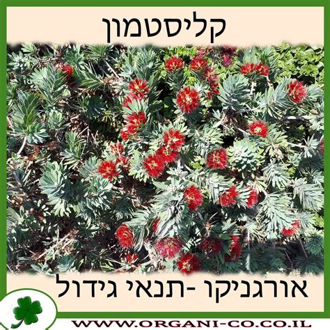 קליסטמון - גידול - משתלת אורגניקו - תנאי גידול - Callistemon