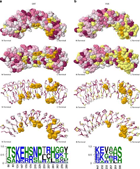 Positively Selected Sites On A 3D Structure Of LRR Domain Of Gro1 4 For