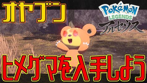 【ポケモンアルセウス】オヤブンのヒメグマを入手しよう【pokémon Legends アルセウス】 Youtube