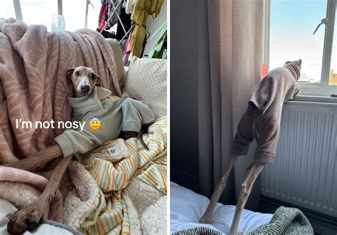 45 Owners Share Hilarious Photos Of Their Pets Being Nosy | Bored Panda