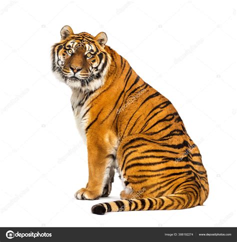 Back View Tiger Sitting Looking Back Camera Isolated White Stock Photo ...