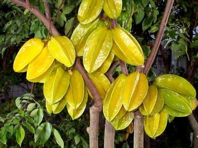Carambola, Averrhoa carambola