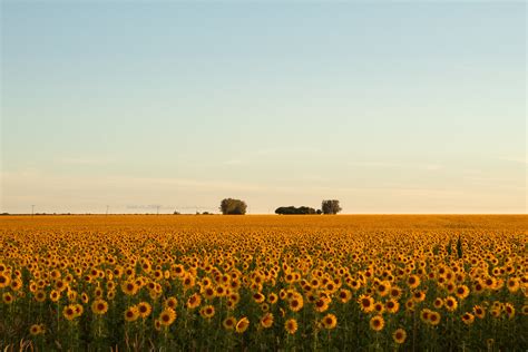 Yellow Sunflowers · Free Stock Photo