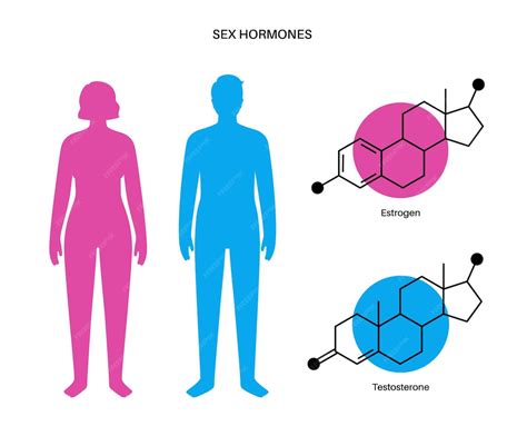 Os Hormônios Sexuais Masculinos E Femininos - RETOEDU