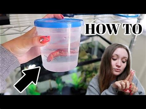 How To Properly Put Your Betta Fish In Its Tank How To Acclimate