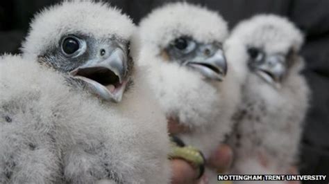 Three Peregrine Falcon Chicks Tagged In Nottingham Bbc News