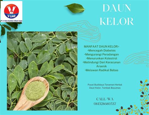 Pusat Budidaya Tanaman Herbal Daun Kelor Tambak Bayumas LANGSUNG POHON